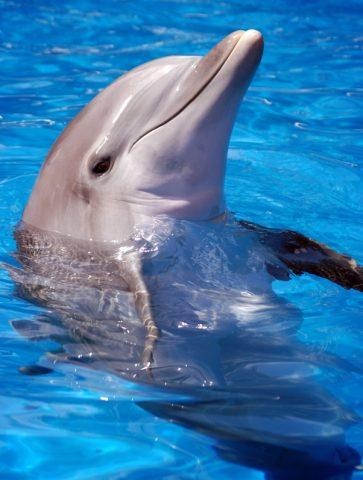 porpoise vs dolphin
